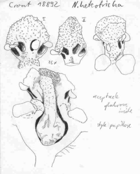 Vorschaubild Nectandra heterotricha Rohwer